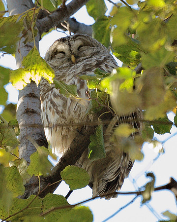 Sleeping owl
