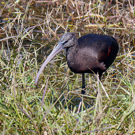 Glossy Ibis, Green Cay