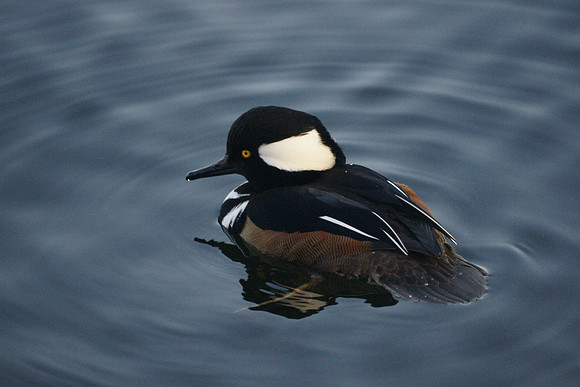 Hooded merganser, Central Park Reservoir