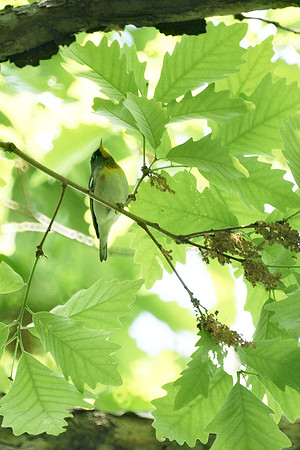 Northern Parula warbler, Central Park