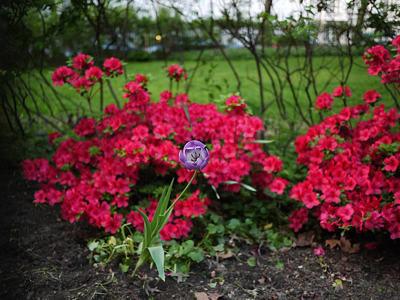Theodore Roosevelt Park