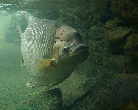 Giant Gourami, Bronx Zoo