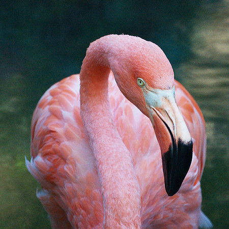 flamingo portrait