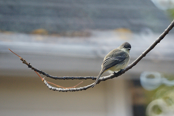 Eastern Phoebe, Prattsville NY