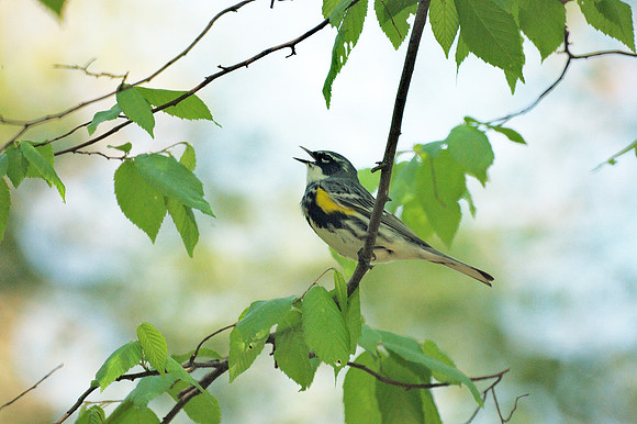 Yellow-Rumped Warbler singing