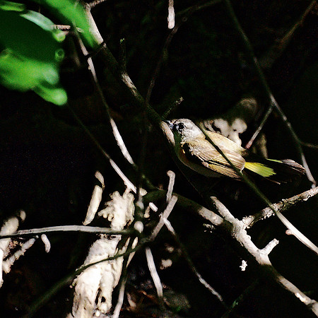 juvenile redstart