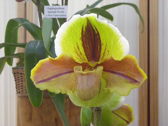 Paph-Lippewunder-01