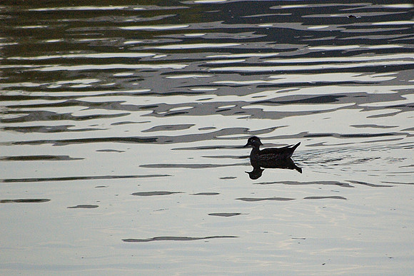 Wood Duck on Central Park Lake