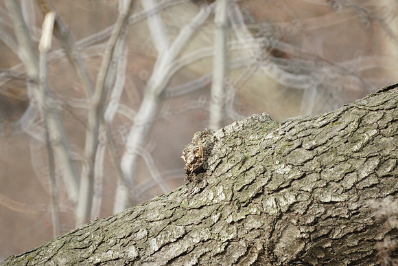 Log, Central Park