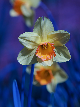 Daffodil