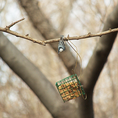 Nuthatch, Central Park