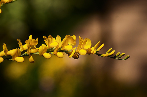 Yellow Broom
