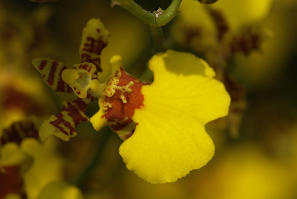 Oncidium Gower Ramsey
