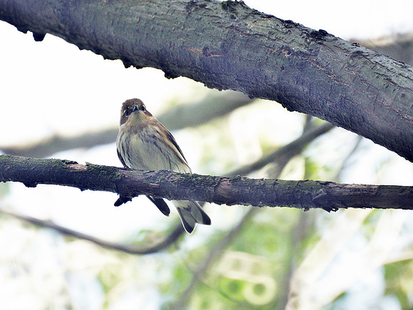 Yellow-Rumped Warbler, Cental Park