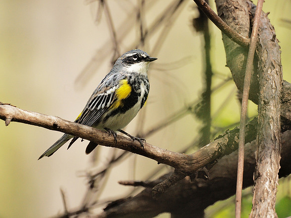 Yellow-Rumped Warbler, NY Botanical Garden