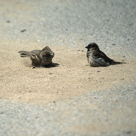sparrows dust-bathing