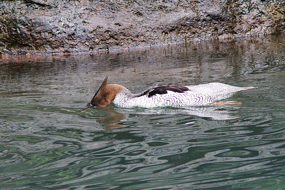 Merganser, Central Park Zoo