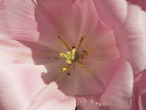 Tulip interior
