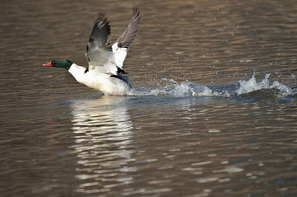 Common Merganser, Harlem Meer