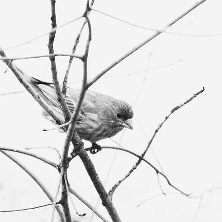 House Finch, Central Park