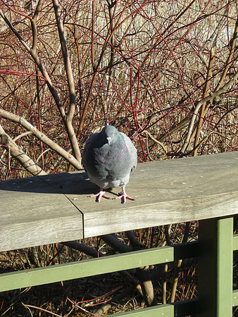 intimidating pigeon