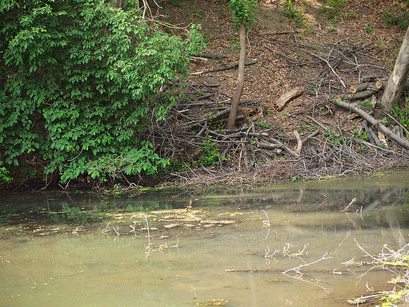 Pond at Washington Irving's 'Sunnyside' house