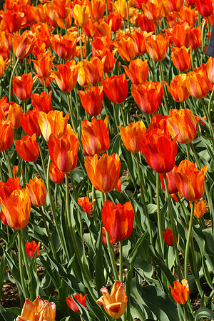 Tulips, Brooklyn Botanic Garden
