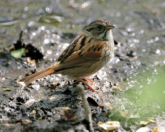 Swamp Sparrow, Central Park