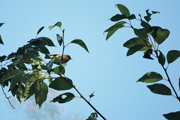 Northern Parula, Central Park