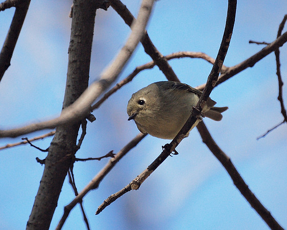 Ruby-Crowned Kinglet, Central Park