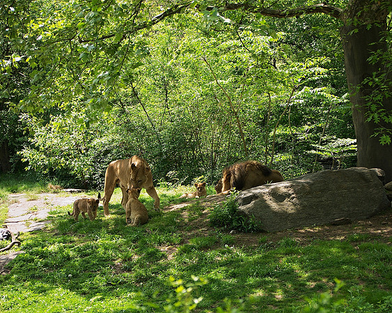 Lion Family, Bronx Zoo
