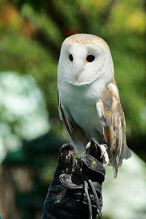 Barn Owl, Bronx Zoo