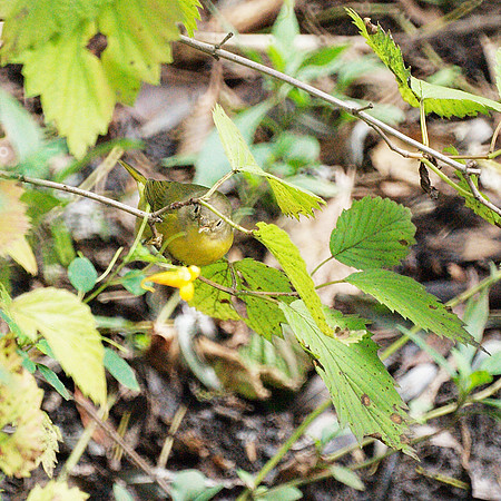 Nashville Warbler, Central Park