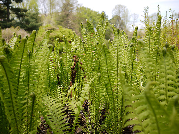 Royal Ferns, Brooklyn Botanic Garden