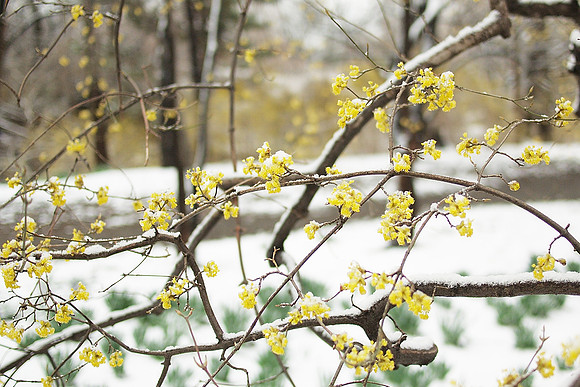 Dogwood, Central Park, Spring