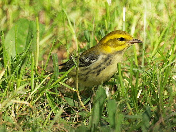 Black-Throated Green Warbler, Central Park