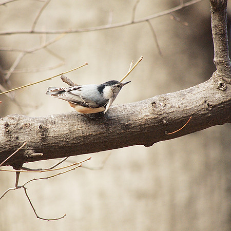 Red-Breasted Nuthatch, Central Park