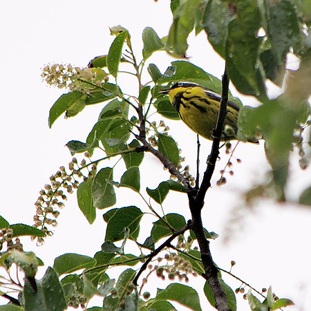 Magnolia Warbler, Central Park