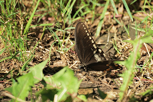 Black Swallowtail, Central Park