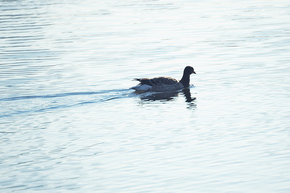 Brant, Central Park Reservoir