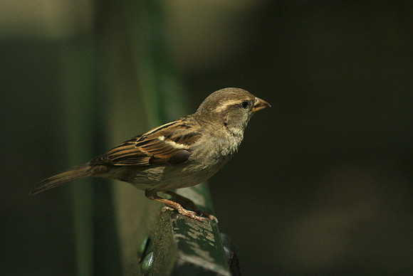 passerine, passant