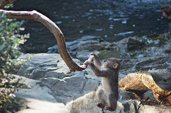Young Snow Monkey playing, Cental Park Zoo