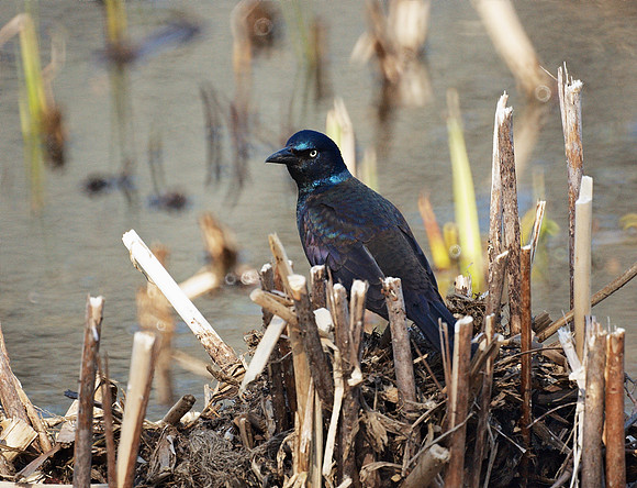 Determined Bird