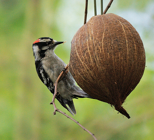 Downy Woodpecker, Central Park