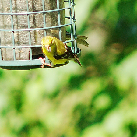 Goldfinch at Traveler Books