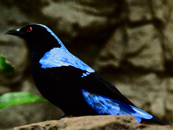Metallic Starling