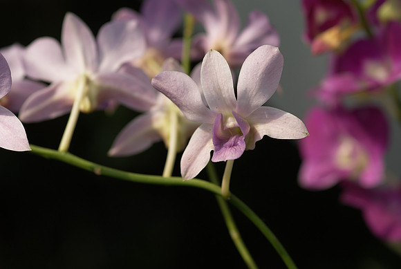 Dendrobium