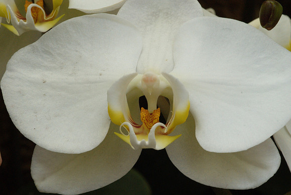 White Phalaenopsis
