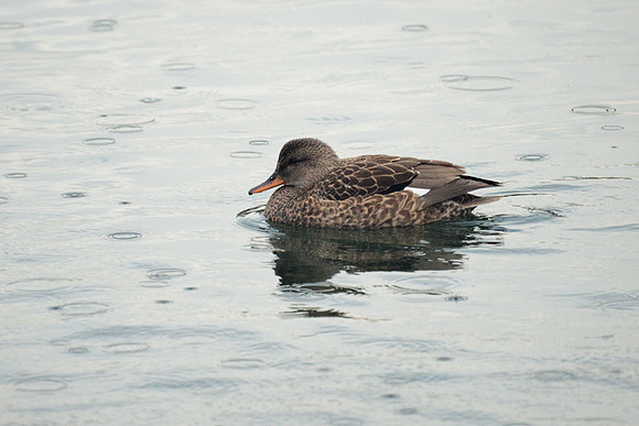 Gadwall, Central Park Reservoir