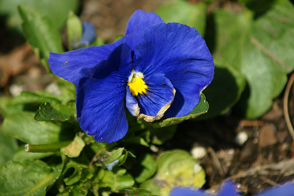 Pansy, NY Botanical Garden